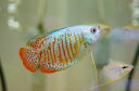 【淡水魚】【通販】ネオンドワーフグラミー【1匹 サンプル画像】(生体)【アナバス】(熱帯魚)