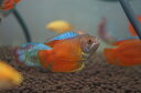 【淡水魚】【通販】サンセットグラミー【1匹】(生体)【グラミー】(熱帯魚)