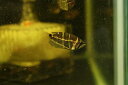 【お買い物マラソン-ポイント最大46.5倍-(~3/27)】【淡水魚】チェリーチョコレートグラミー(スファエリクティス セラタネンシス) ワイルド【1匹 サンプル販売】(グラミー)(生体)(淡水)NK(4)