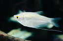 【淡水魚】お取り寄せ シルバーグラミー【1匹】(生体)【アナバス】(熱帯魚)