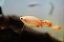 【淡水魚】ゴールデンハニードワーフグラミー【3匹 サンプル画像】（生体）　(アナバス)（熱帯魚）