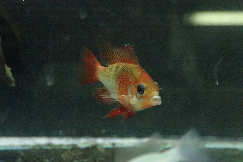 【淡水魚】【通販】レインボーラミレジィ【1ペア サンプル画像】(シクリット)（生体）（熱帯魚）NKRM