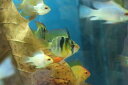 【淡水魚】【通販】Lサイズ バルーンラミレジィ【1匹 サンプル画像】(生体)(シクリット)(熱帯魚)