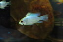 【お買い物マラソン-ポイント最大46.5倍-(~3/27)】【淡水魚】【通販】今回限定 爆安 コバルトブルーラミレジィ【1匹 サンプル画像】(生体)(シクリット)(熱帯魚)