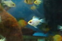 【お買い物マラソン-ポイント最大46.5倍-(~3/27)】【淡水魚】ゴールデンバルーンコバルトブルーラミレジィ【1匹】(生体)(シクリット)(熱帯魚)