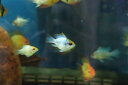 【お買い物マラソン-ポイント最大46.5倍-(~3/27)】【淡水魚】【通販】バルーンコバルトブルーラミレジィ【1匹 サンプル画像】(生体)(シクリット)(熱帯魚)