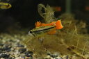 【淡水魚】【通販】アピストグラマ カカトイデス オレンジ【1ペア サンプル画像】(アピストグラマ)(生体)(淡水)NKAP(4)