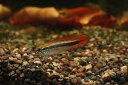 【淡水魚】【通販】アピストグラマ アガシジィ ダブルレッド【1ペア サンプル画像】(アピストグラマ)(生体)(淡水)NKAP
