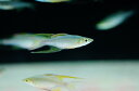 【お買い物マラソン-ポイント最大46.5倍-(~3/27)】【淡水魚】【通販】ニューギニアレインボー【1匹 サンプル画像】(生体)【レインボーフィッシュ】(熱帯魚)