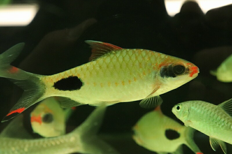 【淡水魚】【通販】マスカラバルブ【1匹 サンプル画像】(±10cm)(大型魚)(生体)(熱帯魚)NKO