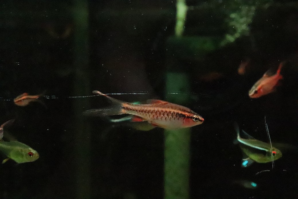 【淡水魚】【通販】ロングフィン チェリーバルブ【1匹 サンプル画像】(コイ科)(生体)(熱帯魚)NK