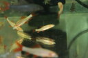 【お買い物マラソン-ポイント最大46.5倍-(~3/27)】【淡水魚】【通販】爆安 アルビノレインボーシャーク【1匹 サンプル画像】(コイ科)(生体)(熱帯魚)NK(4)