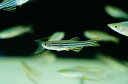 【お買い物マラソン-ポイント最大46.5倍-(~3/27)】【淡水魚】お取り寄せ ゼブラダニオ【5匹】(生体)【コイ科】(熱帯魚)