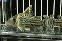 【淡水魚】【通販】コリドラス スーパーウルトラプルケール ワイルド【1匹 サンプル画像】(±6cm)(生体)(淡水)NKCR