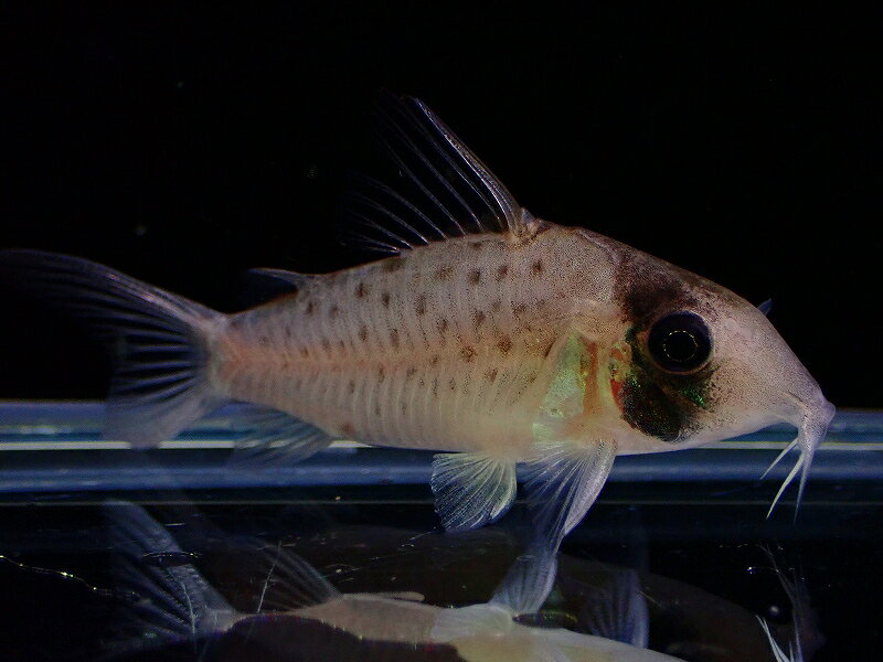 【淡水魚】【通販】コリドラス シクリ ワイルド【1匹 サンプル画像】(±4-5cm)(コリドラス)(生体)(熱帯魚)NKCR
