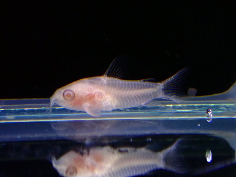 コリドラスアルビノピグミーNKO