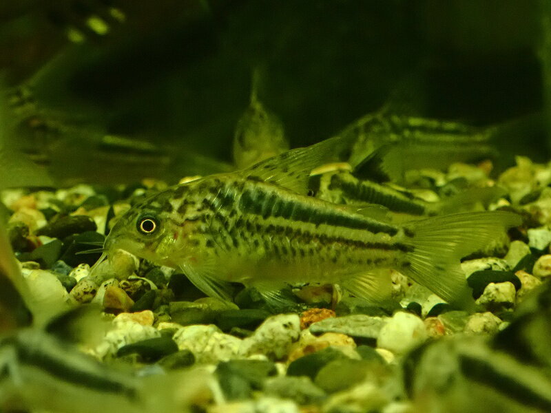 【淡水魚】【通販】コリドラス ナヌス ワイルド【1匹 サンプル画像】(コリドラス)(生体)(熱帯魚)NKCRのサムネイル