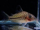 (楽天スーパーSALE-ポイント最大47倍-6/4~6/11)【淡水魚】【通販】コリドラス レオパルダス【1匹 サンプル画像】(±5.5cm)(コリドラス)(生体)(熱帯魚)NKCR
