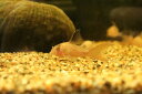 【淡水魚】【通販】珍種 ロングフィン コリドラス スケルトンパンダ(ブドウ目)【1匹 サンプル画像】(コリドラス)(生体)(熱帯魚)NKCR