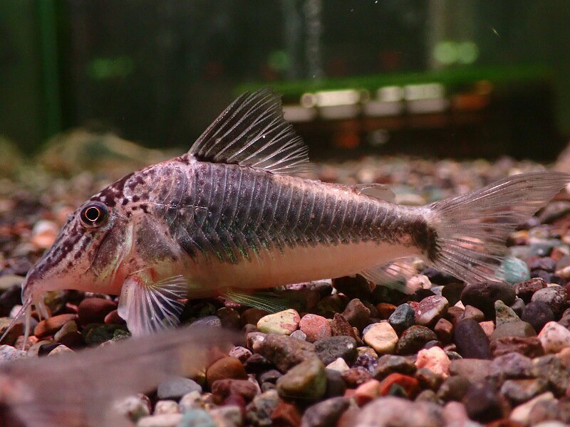 【淡水魚】【通販】コリドラス セミアキルス ワイルド【1匹 サンプル画像】(±7cm)(コリドラス)(生体)(熱帯魚)NKCRのサムネイル