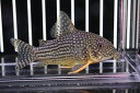 【淡水魚】久々に入荷 コリドラス ステルバイ ワイルド【1匹 サンプル画像】( ±3-4cm)(生体)【コリドラス】(熱帯魚)NKCR