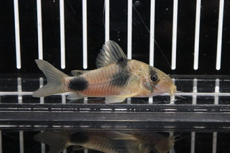 【淡水魚】【通販】1年半ぶりの入荷 コリドラス ワイツマニィ ワイルド【1匹 サンプル画像】(±5-6cm)（生体） (コリドラス)（熱帯魚）NKCR
