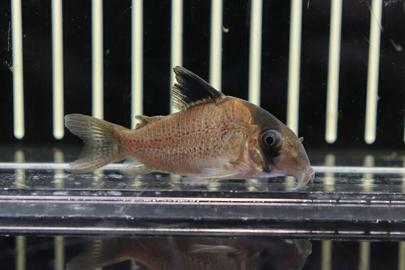 【お買い物マラソン-ポイント最大46.5倍-(~3/27)】【淡水魚】特価 コリドラス ポタロエンシス サンタクルース産 ワイルド【1匹 サンプル画像販売】(±5.5-6cm)（生体）（熱帯魚）NKCRのサムネイル