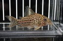 【お買い物マラソン-ポイント最大46.5倍-(~3/27)】【淡水魚】コリドラス ラージスポットアラグアイエンシス リオクリスタリーノ産 ワイルド【1匹】(±5-6cm)(生体)(コリドラス)(熱帯魚)NKCR