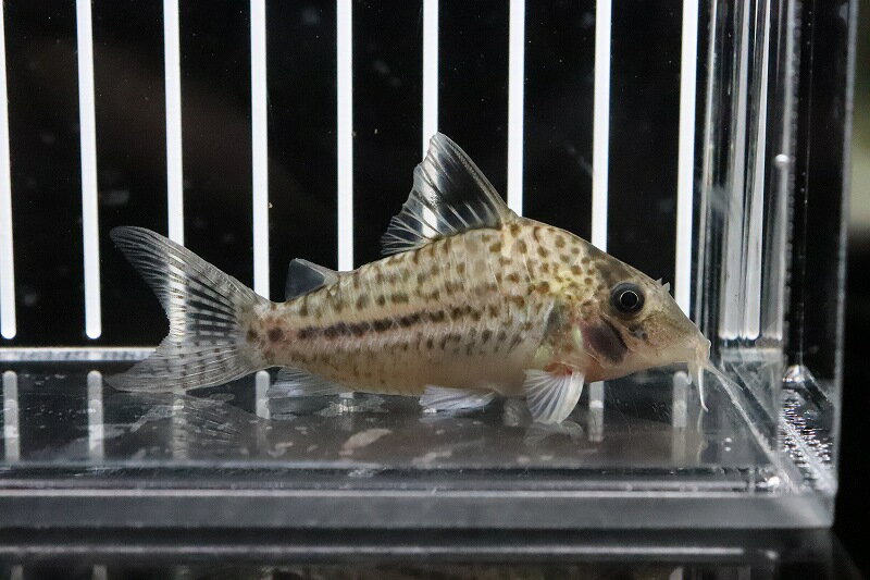 【お買い物マラソン-ポイント最大46.5倍-(~3/27)】【淡水魚】コリドラス オルフノプテルス ワイルド【1匹】(±6cm)(コリドラス)(生体)(熱帯魚)NKCRのサムネイル