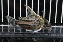 【お買い物マラソン-ポイント最大46.5倍-(~3/27)】【淡水魚】コリドラス スーパーシュワルツィ ワイルド【1匹 サンプル画像】±5-6cm(生体)(淡水)NKCR