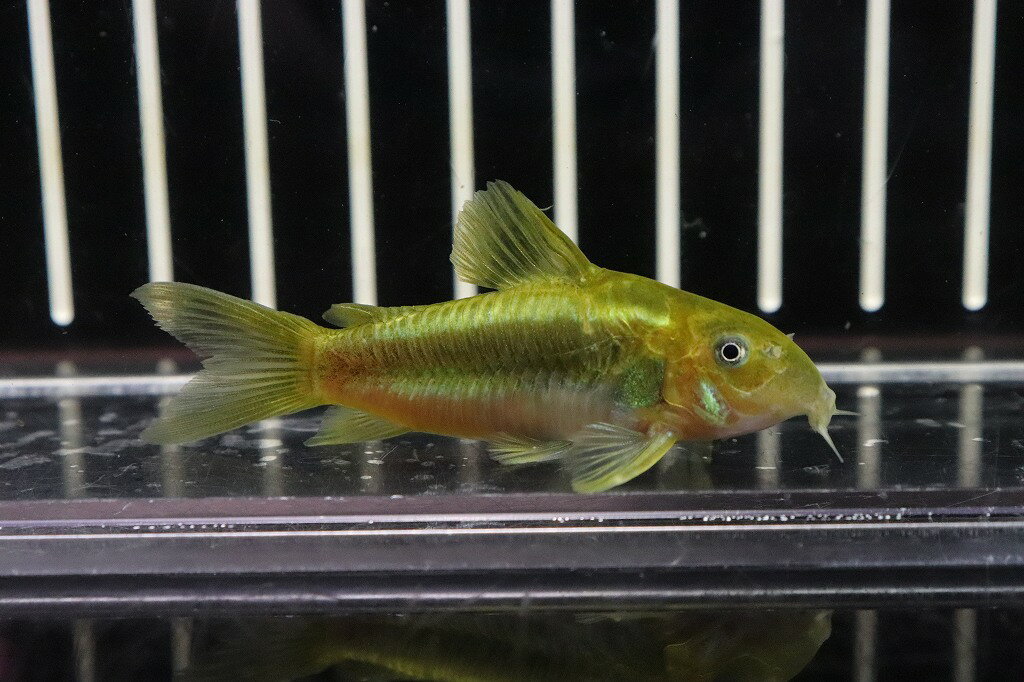 【淡水魚】コリドラス イルミネータス グリーン　ワイルド【1匹 サンプル画像】(±4-5cm)(コリドラス)（生体）（熱帯魚）NKCR