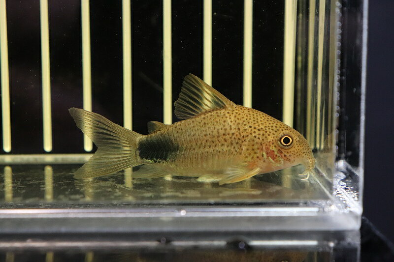 【お買い物マラソン-ポイント最大46.5倍-(~3/27)】【淡水魚】コリドラス シミリスV(5)  ...