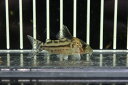 【お買い物マラソン-ポイント最大46.5倍-(~3/27)】【淡水魚】【通販】コリドラス cf インコリカーナ(ペペリア) ワイルド【1匹 サンプル画像】(±5cm)(コリドラス)(生体)(熱帯魚)NKCR