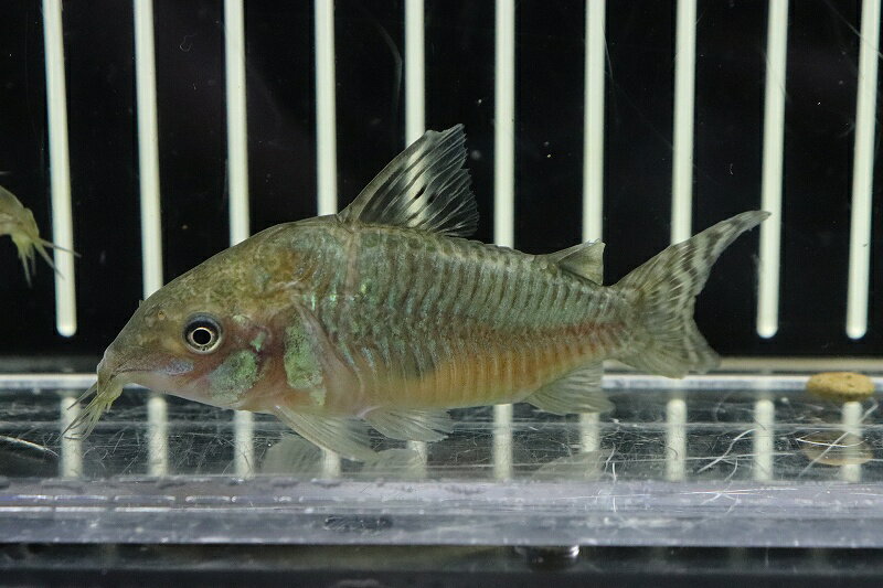 【お買い物マラソン-ポイント最大46.5倍-(~3/27)】【淡水魚】激安数量限定 激レア コリドラス ゲルイ ワイルド【1匹 サンプル画像】(±5cm)(コリドラス)(生体)(淡水)NKCRのサムネイル