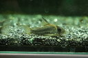 【お買い物マラソン-ポイント最大46.5倍-(~3/27)】【淡水魚】【通販】コリドラス ショートノーズ ルイーザ タパジョス産ワイルド【1匹サンプル画像】(±4-5cm)(生体)(淡水)NKCR