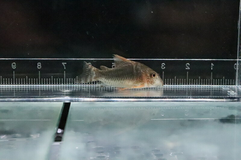 【お買い物マラソン-ポイント最大46.5倍-(~3/27)】【淡水魚】激安 コリドラス ゴッセイ【1匹 サンプル画像】(±3-4cm)(コリドラス)(生体)(熱帯魚)NKCRのサムネイル