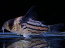 【淡水魚】【通販】第2弾 飼育応援セール コリドラス コルレア【1匹 サンプル画像】(±3cm)(コリドラス)(生体)(熱帯魚)NKCR