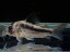 【淡水魚】レア種 コリドラス ブロードバンド アクセルロディ ワイルド【1匹 サンプル画像】(±3.5-4cm)(生体)(熱帯魚)NKCR