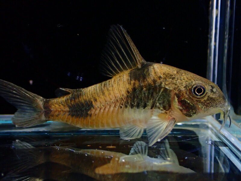 【お買い物マラソン-ポイント最大46.5倍-(~3/27)】【淡水魚】レア種 コリドラス エーハルディ ワイルド【1匹 サンプル画像】(±5-6cm)（コリドラス）（生体）（熱帯魚）NKCRのサムネイル