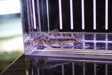 【淡水魚】アスピドラスspグアラミランガ ワイルド ±4cm【1匹】（生体）【コリドラス】（熱帯魚）NKCR