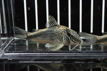 【淡水魚】コリドラス ロビネアエ ワイルド 5cm【1匹】（生体）【コリドラス】（熱帯魚）NKCR