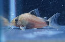 【淡水魚】【通販】コリドラス メタエ【1匹 サンプル画像】(生体) (コリドラス)(熱帯魚)NKCR