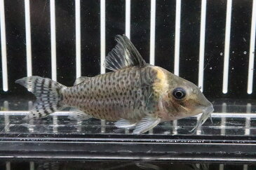 【淡水魚】ブラジル便 コリドラスspロンドニア州 ワイルド【1匹】(±6-7cm)（生体）(コリドラス)（熱帯魚）NKCR