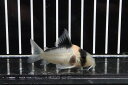 【お買い物マラソン-ポイント最大46.5倍-(~3/27)】【淡水魚】【通販】レア種 コリドラス ニューアドルフォイ ワイルド【1匹】(±4-5cm)(生体)(コリドラス)(熱帯魚)NKCR