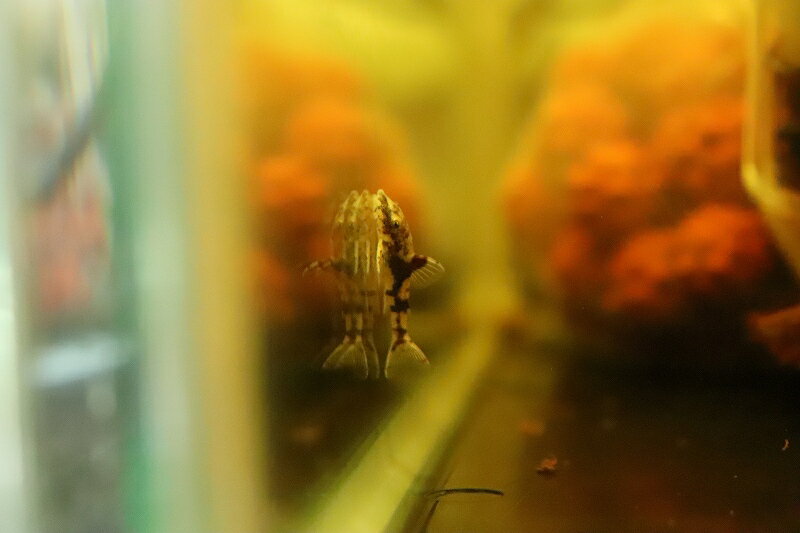 【淡水魚】【通販】レア種 ピグミータイガーオトシン ワイルド【1匹 サンプル画像】(オトシン)(生体)(熱帯魚)NK