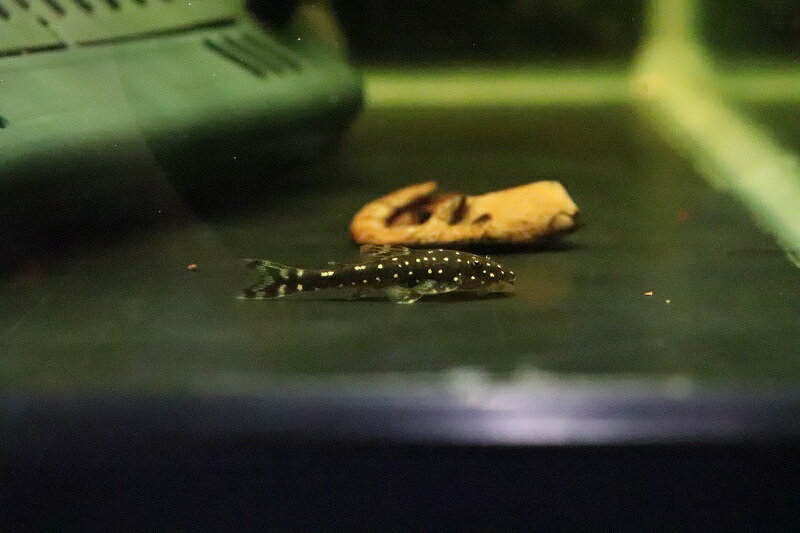 【淡水魚】【通販】パラオトシン ハロルドイ バイア産 ワイルド【1匹 サンプル画像】（生体）(オトシン)（熱帯魚）