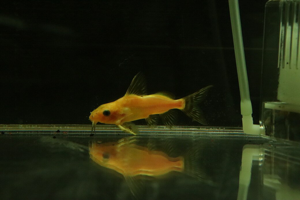 【お買い物マラソン-ポイント最大47倍(6/22~6/27)】【淡水魚】【通販】激レア 激安 ゴールデンパンダシノドンティス【1匹 サンプル画像】(±6-8cm)(大型魚)(生体)(熱帯魚)NKOのサムネイル