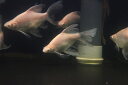 【淡水魚】【通販】クソ食らいバルブ(プラチナショートボディ スーパーロングフィンバルブ)【1匹 サンプル画像】(大型魚)(生体)(熱帯魚)NKO(4)