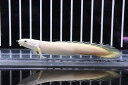 【淡水魚】【通販】大特価 ポリプテルス プラチナ セネガルス(上物ゴールデンセネガル)【1匹 サンプル画像】(±9-10cm)(生体)(淡水)NKO