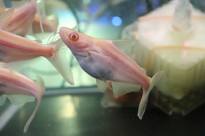 【お買い物マラソン-ポイント最大46.5倍-(~3/27)】【淡水魚】【通販】爆安 訳あり レア種 大きめ ョートボディ アルビノカイヤン【1匹 サンプル画像】(±15-20cm)(生体)(熱帯魚)NKOのサムネイル